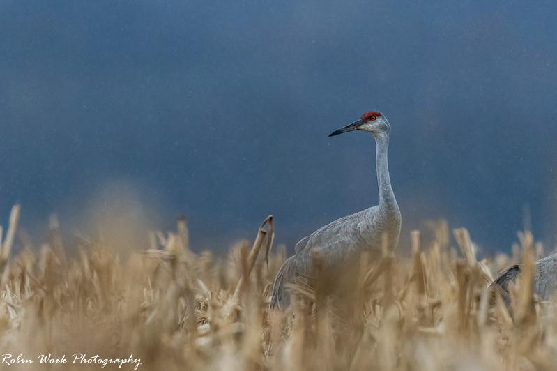 Sandhill Crane - At Muscatatuck National Wildlife Refuge