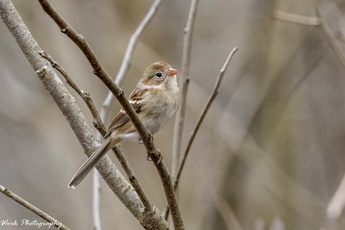RD5_9049-Edit.jpg