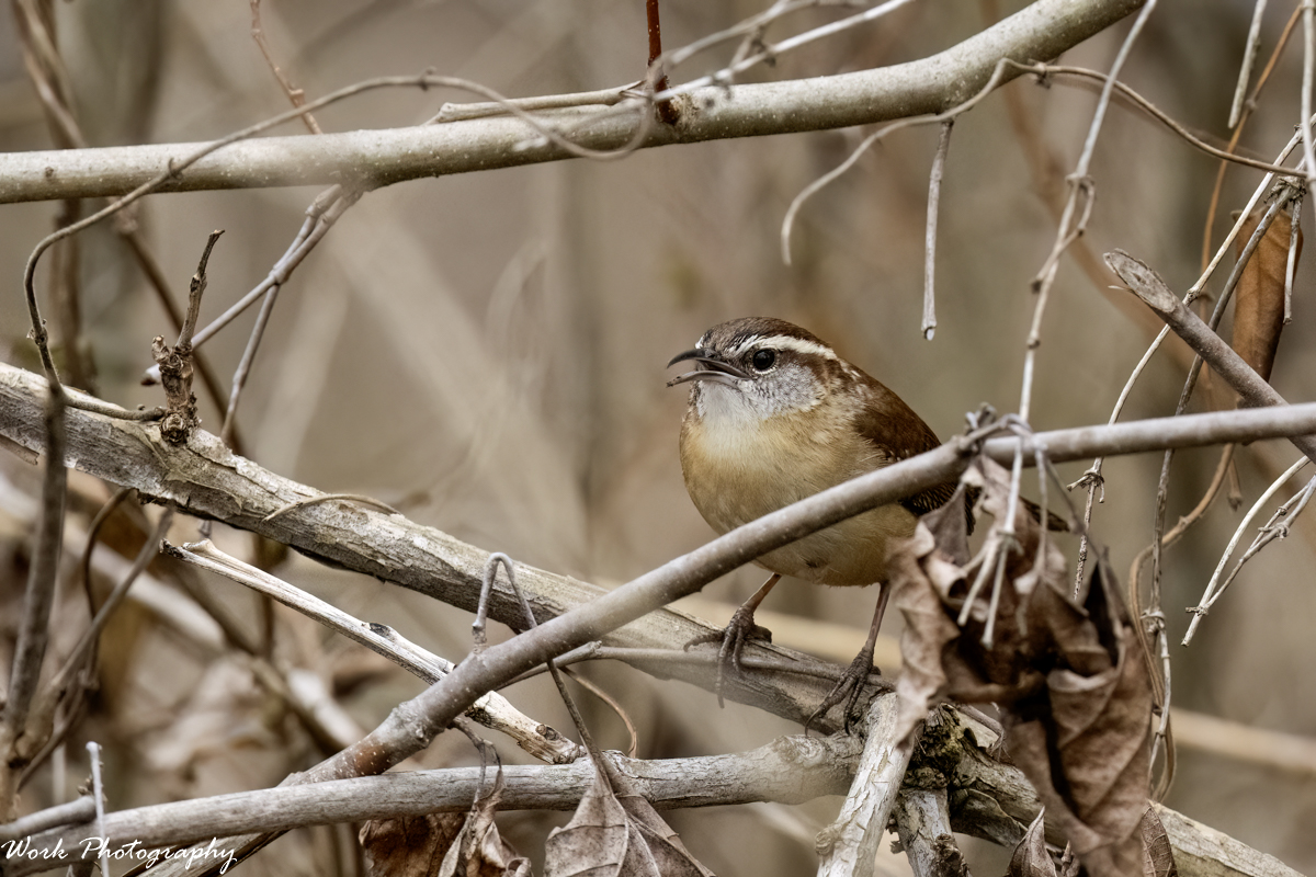 RD5_9053-Edit.jpg