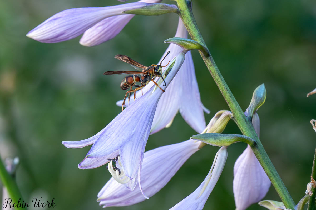 RD5_9108.jpg