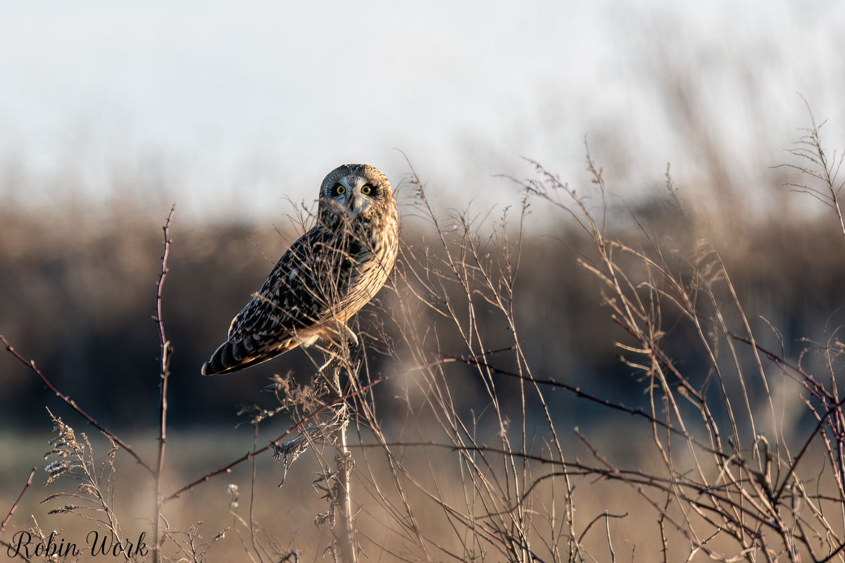 RD5_9148-Edit.jpg