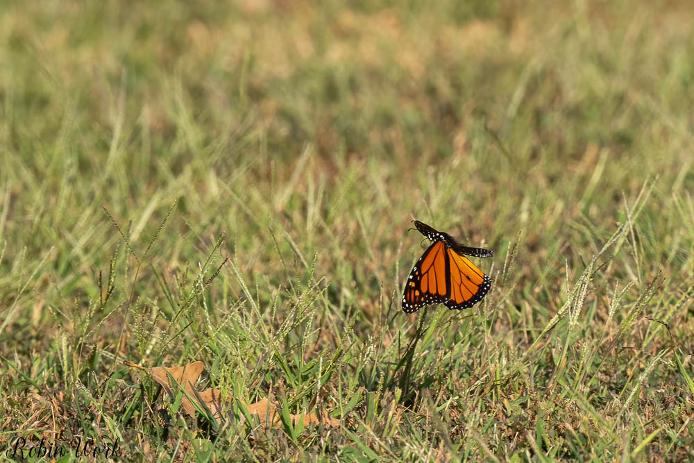RD5_9390-Edit.jpg