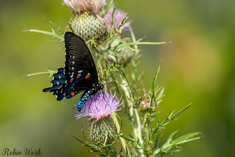 RD5_9474-Edit.jpg
