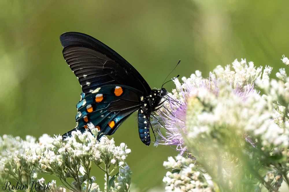 RD5_9478-Edit.jpg