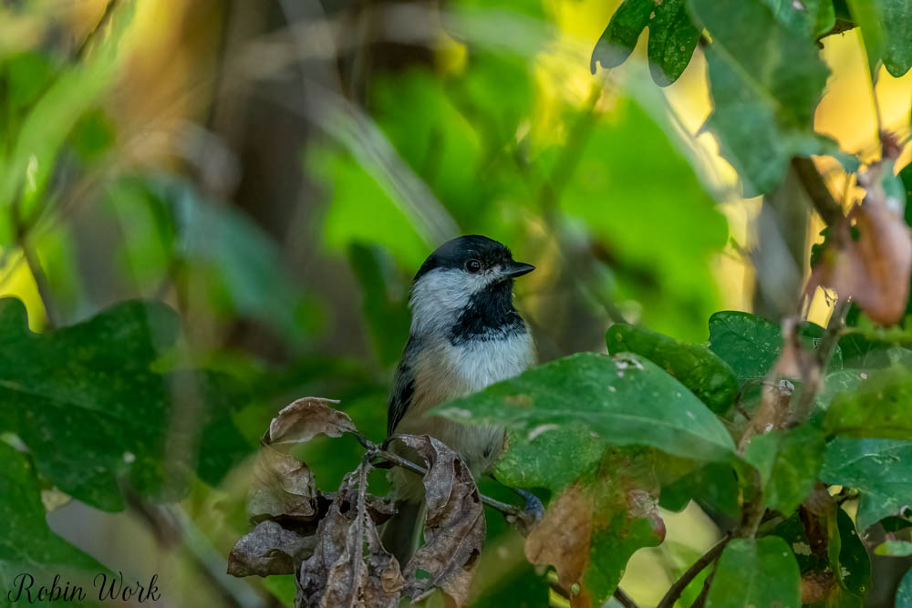 RD5_9575-Edit.jpg