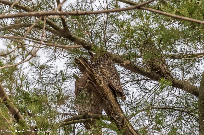 Great Horned Owl
