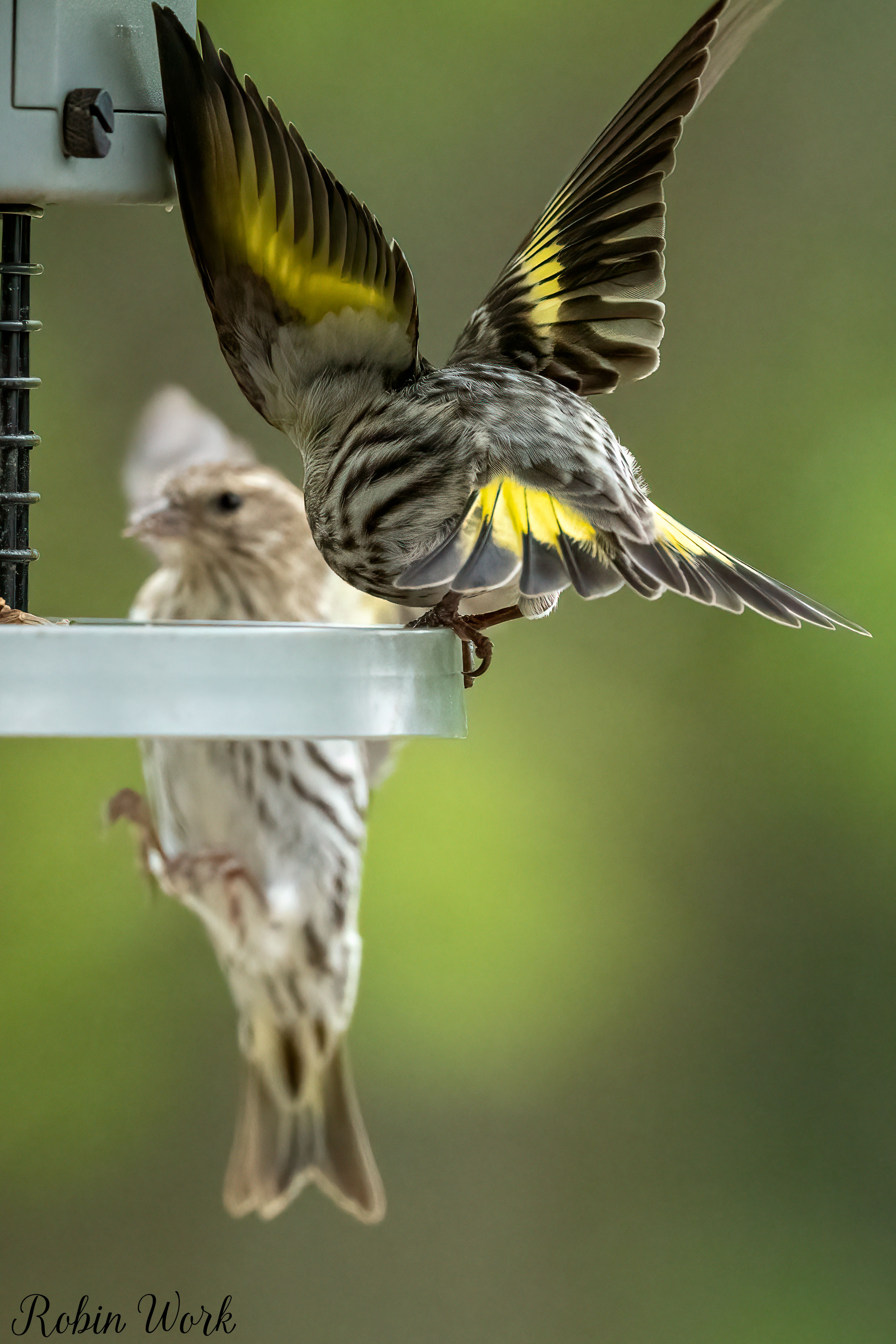 RD5_9933-Edit.jpg