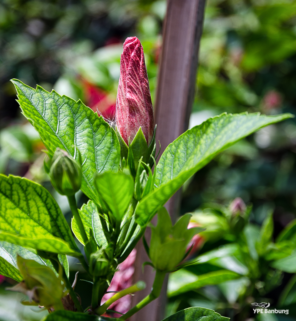 re-rod-blume-1.jpg