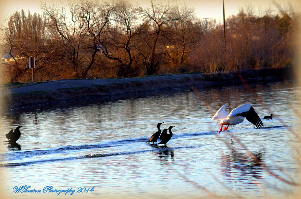 Ready for take off, watch out for the splashing.jpg