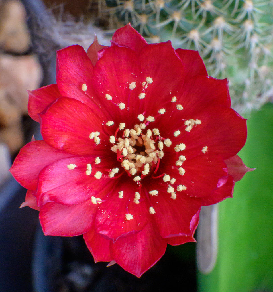 red-1.jpg