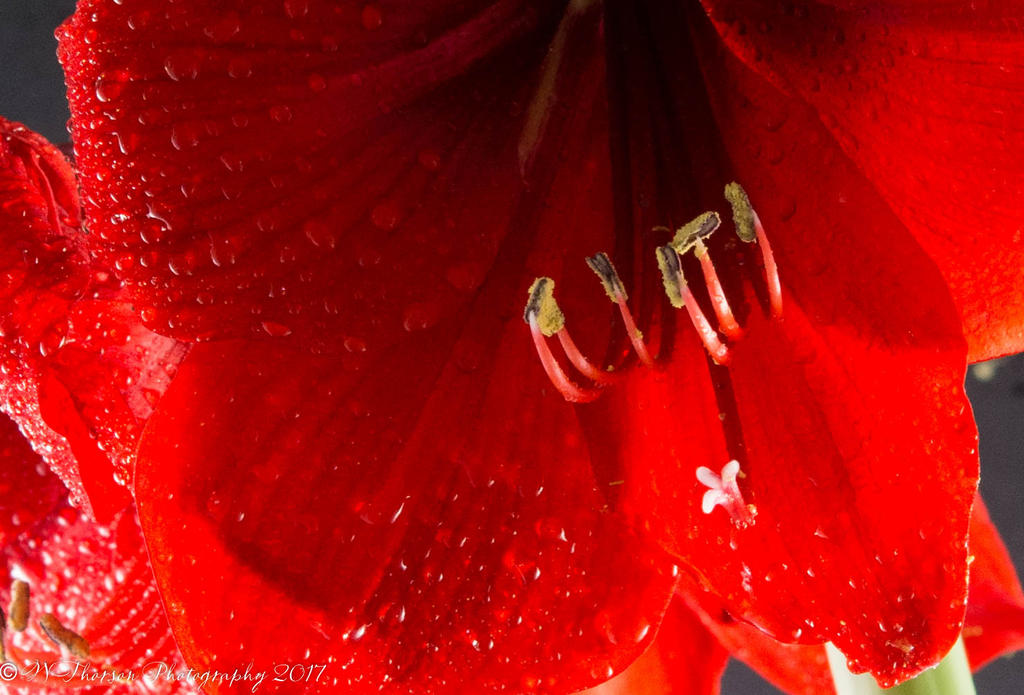 Red Amarillis 4-27-2017.jpg