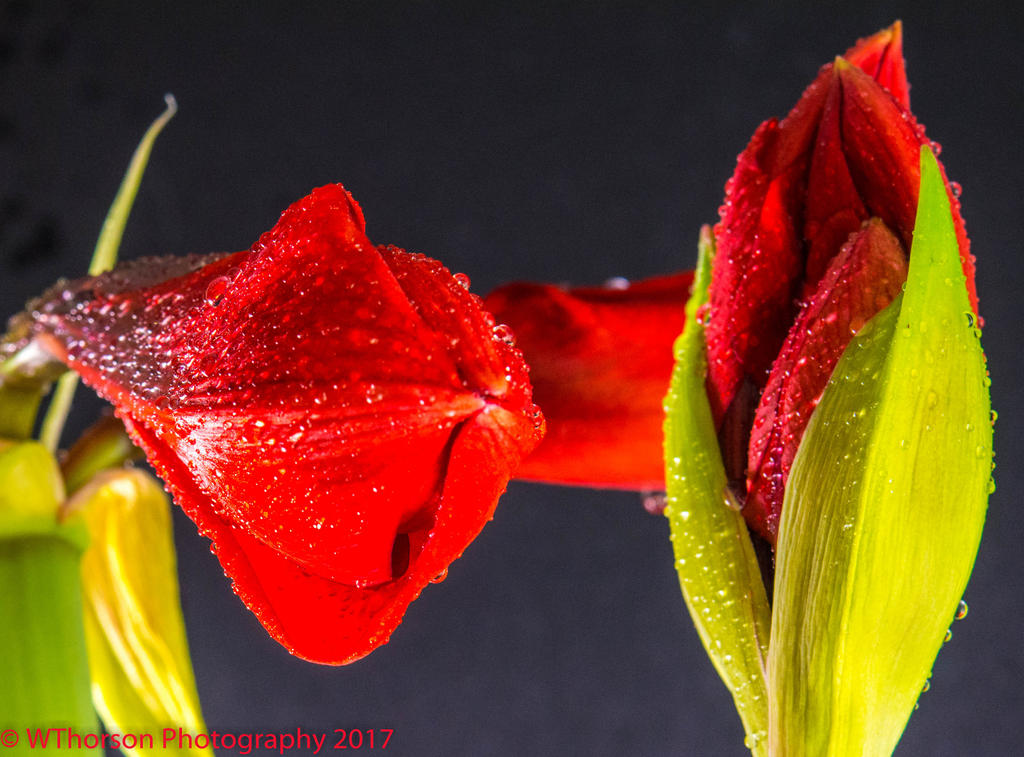 Red Amarillis Buds 4-20-2017.jpg
