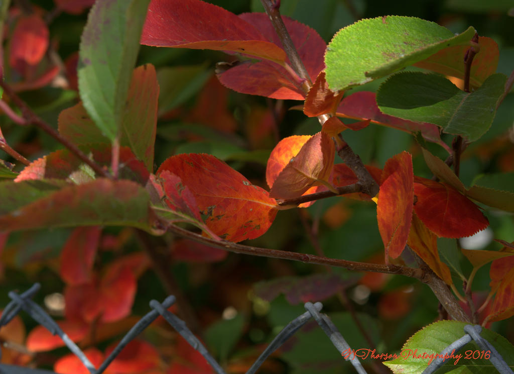 Red and Green Bush 10-15-2016.jpg