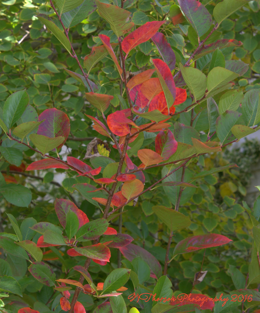 Red and Green Bush #2 10-15-2016.jpg