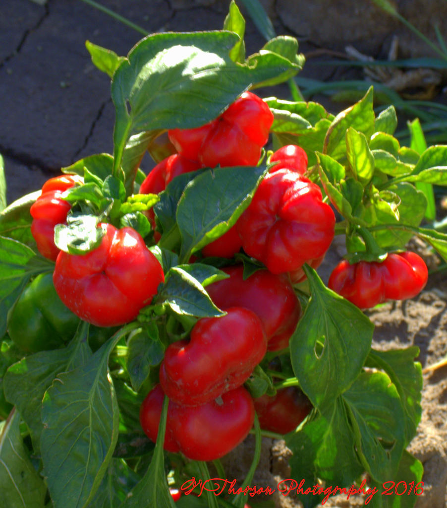 Red and Green Peppers 10-3-2016.jpg