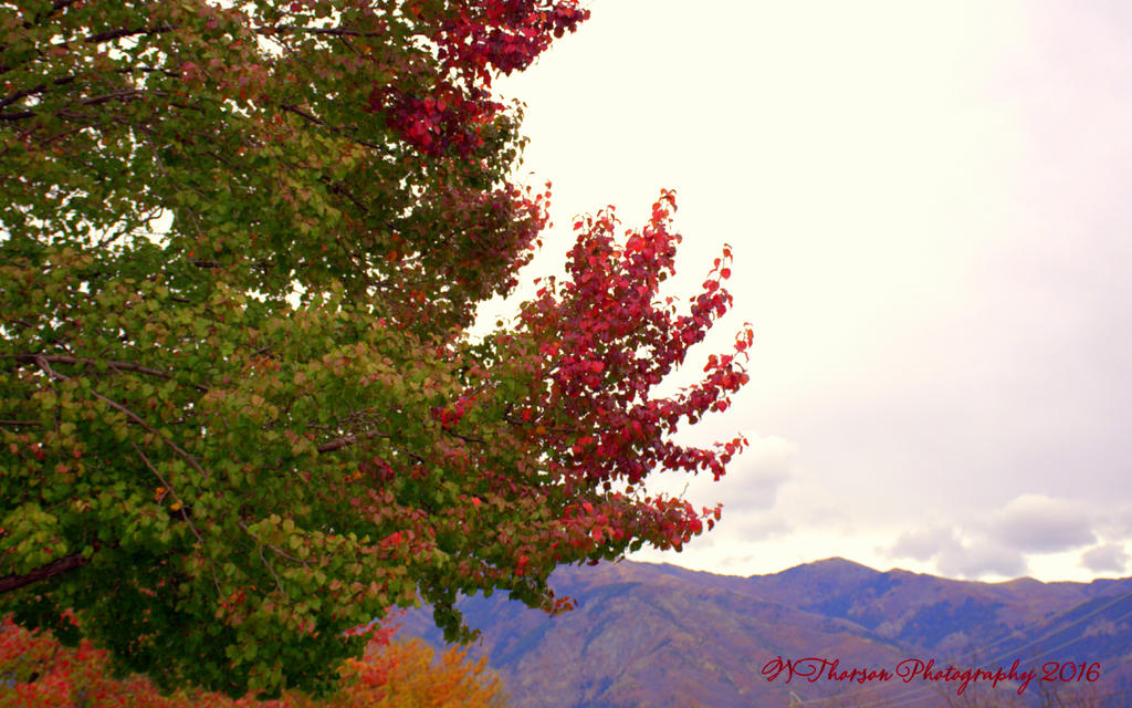 REd and Green Tree 10-24-2016.jpg