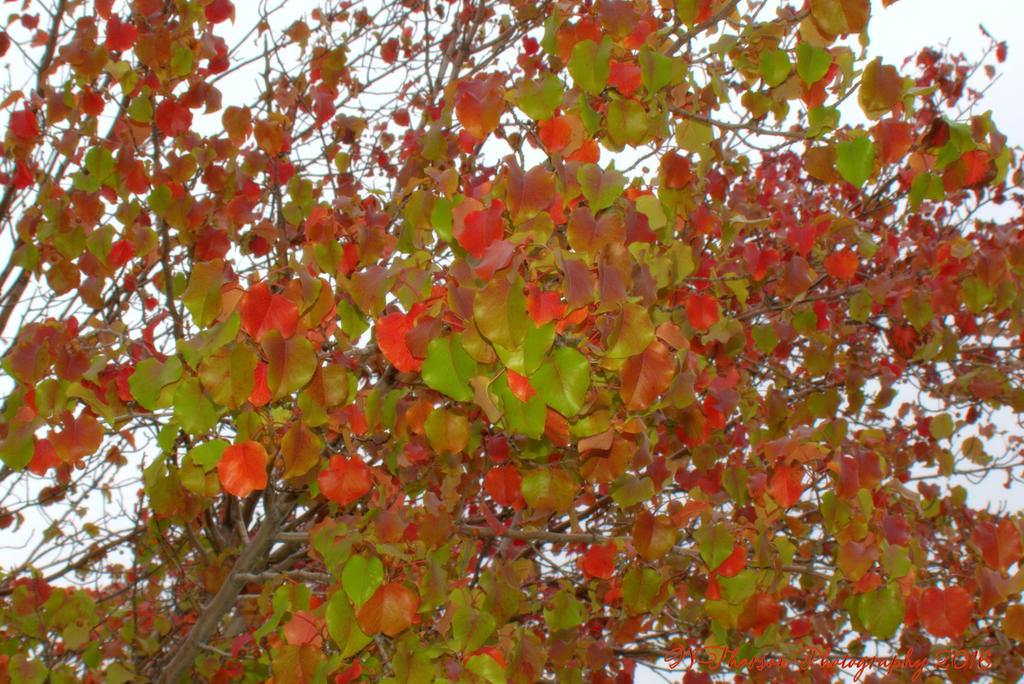 REd and Green Tree #2 10-24-2016.jpg