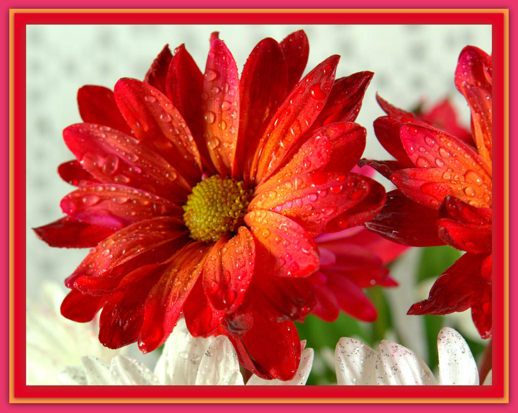 Red and Orange Daisy 3.jpg