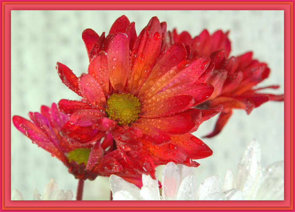 Red and Orange Daisy.jpg
