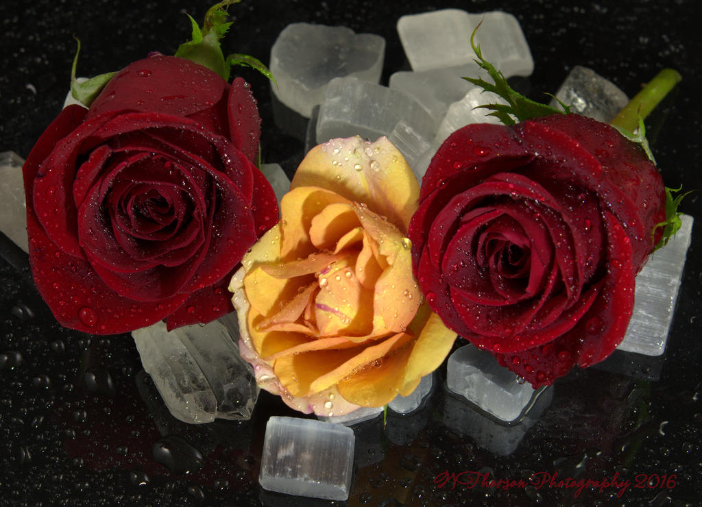 Red and Peach Roses 8-30-2016.jpg