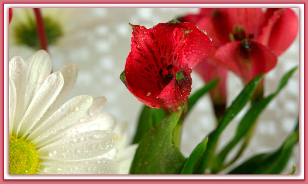Red and White Arrangement.jpg