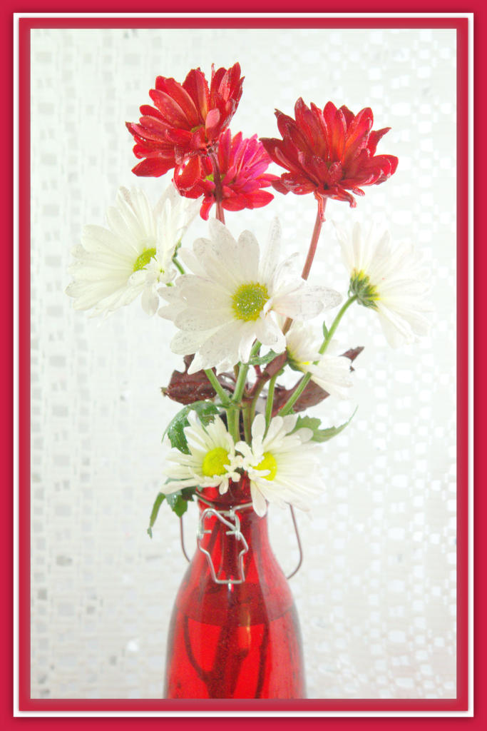 Red and White Daisies.jpg