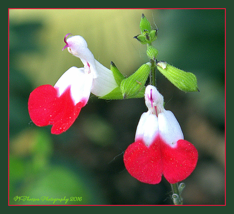Red and White Mini Flowers 6-9-2016.jpg