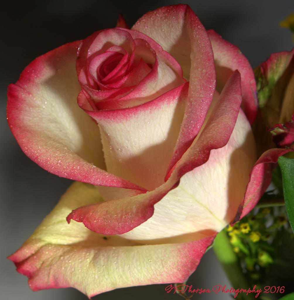 Red and White Rose #2 8-4-2016.jpg