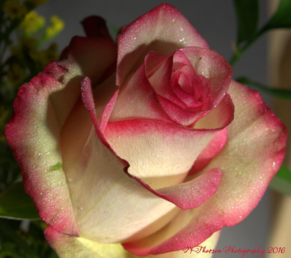 Red and White Rose 8-4-2016.jpg