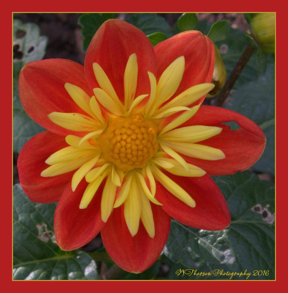 Red and Yellow Flower 6-9-2016.jpg