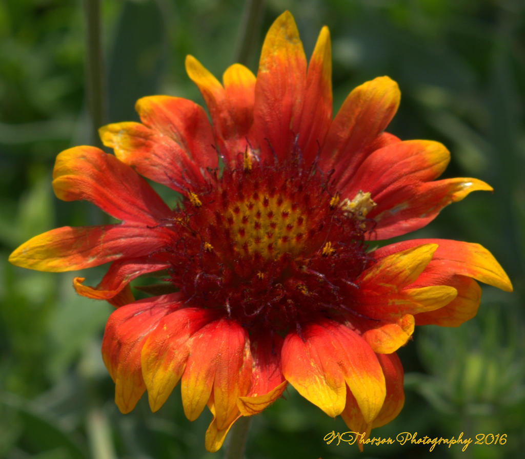 Red and Yellow Sunflower #1 8-4-2016.jpg