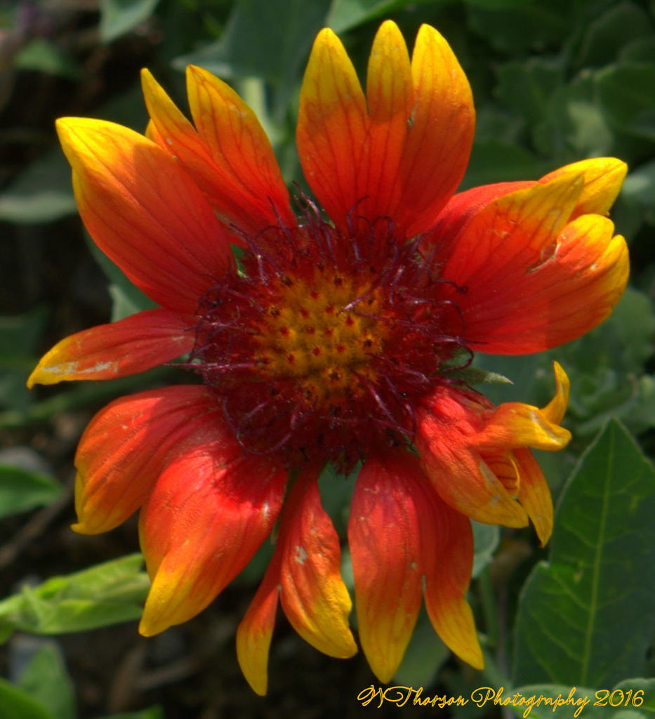 Red and Yellow Sunflower #2 8-4-2016.jpg