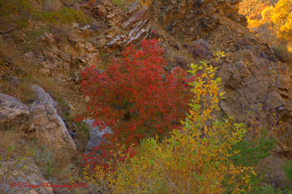 Red and Yellow Trees in Farmington Canyon 10-12-2016.jpg