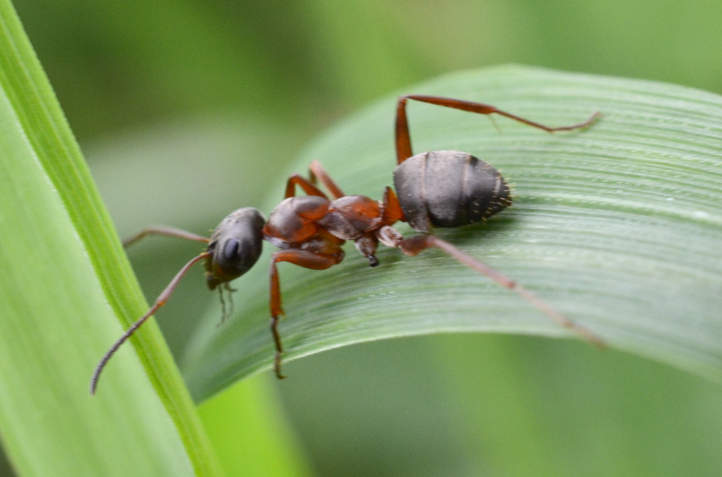 Red Ant.jpg