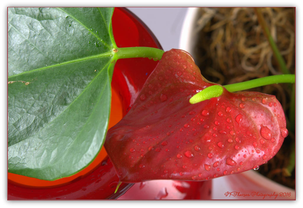 Red Anthurium #3 5-3-2016.jpg