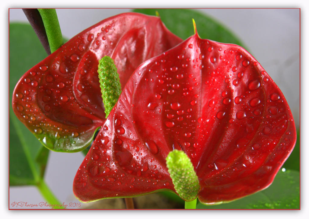 Red Anthurium Close Up #2 5-3-2016.jpg