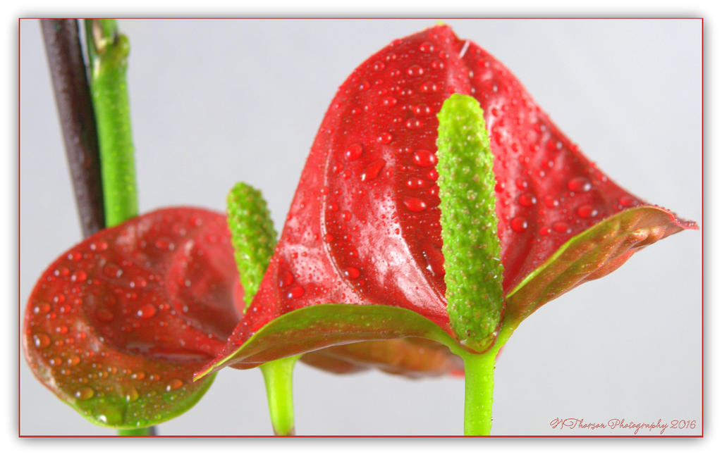 Red Anthurium Close Up 5-3-2016.jpg