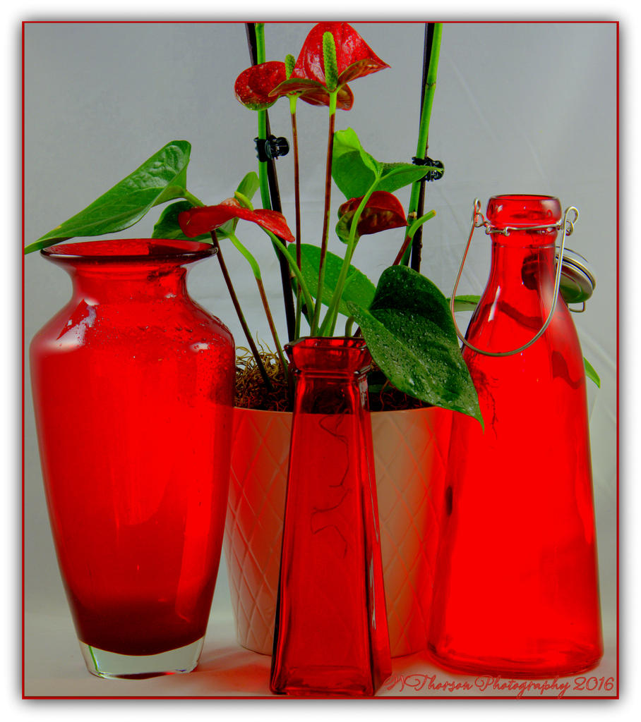 Red Anthurium Plant and Red Vases 5-3-2016.jpg