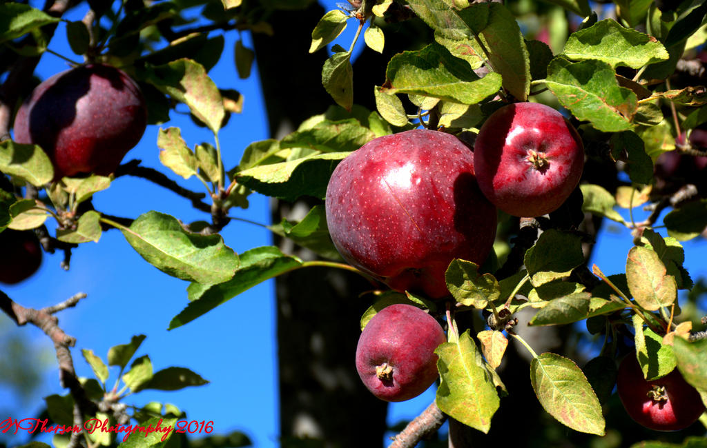 Red Apples 10-9-2016.jpg