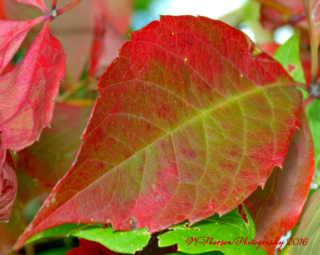 Red Autumn Leaf 10-5-2016.jpg