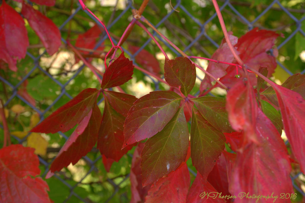 Red Autumn Leaves 10-5-2016.jpg