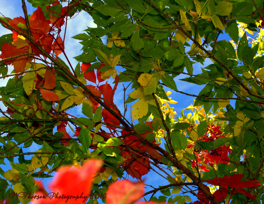 Red Autumn Leaves #2 10-5-2016.jpg