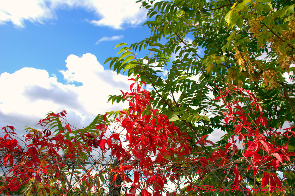 Red Autumn Leaves #3 10-5-2016.jpg