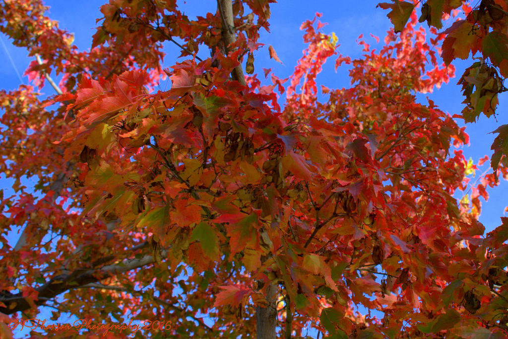 Red Autumn Tree #! 10-12-2016.jpg
