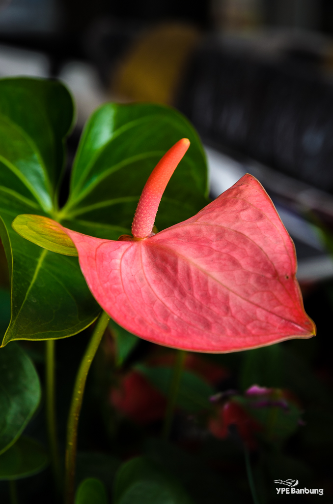 red-banbung-flower-1.jpg