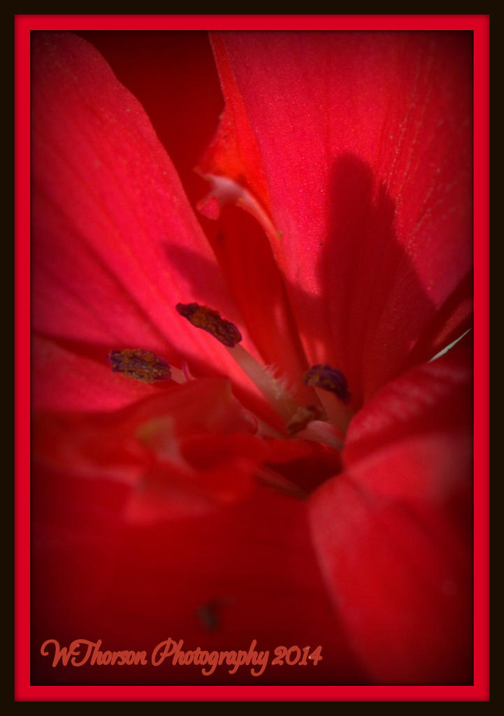 Red Begonia.jpg