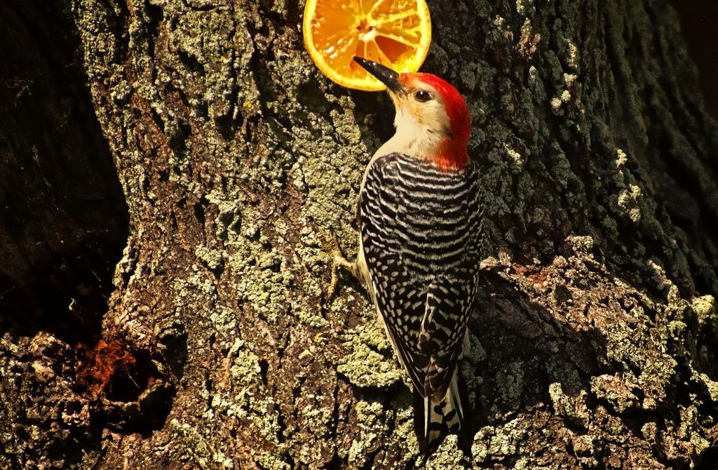 red bellied wood pecker.jpg