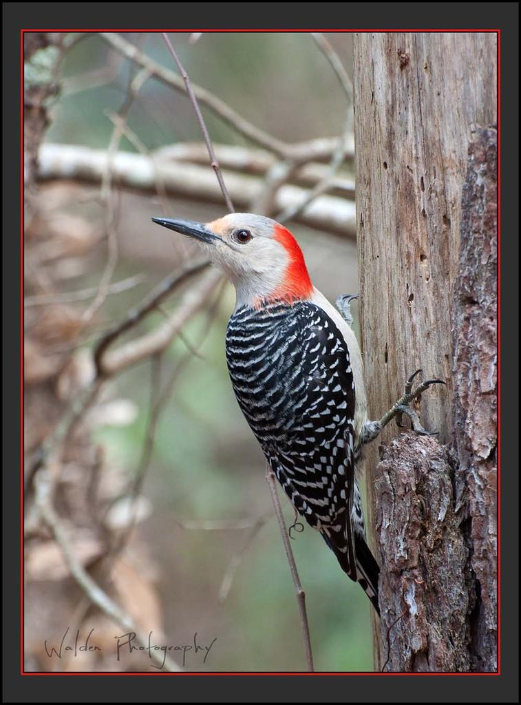 Red Bellied Woodpecker 1.jpg