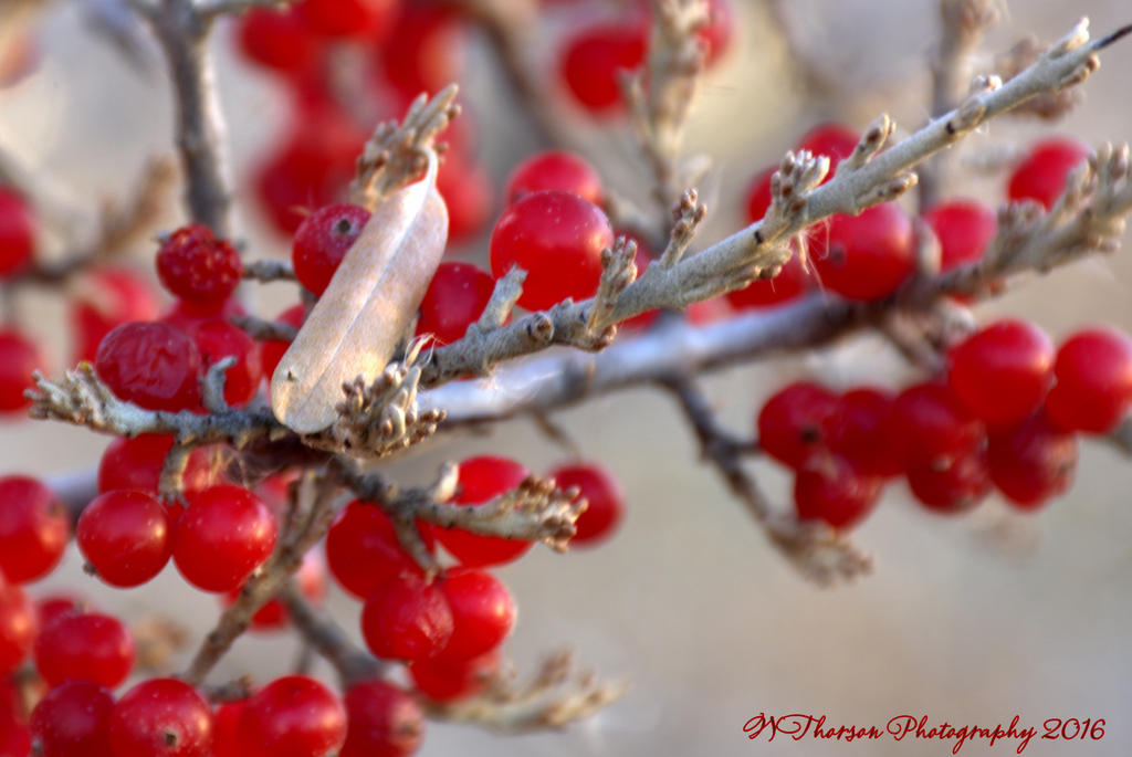 Red Berries 11-17-2016.jpg