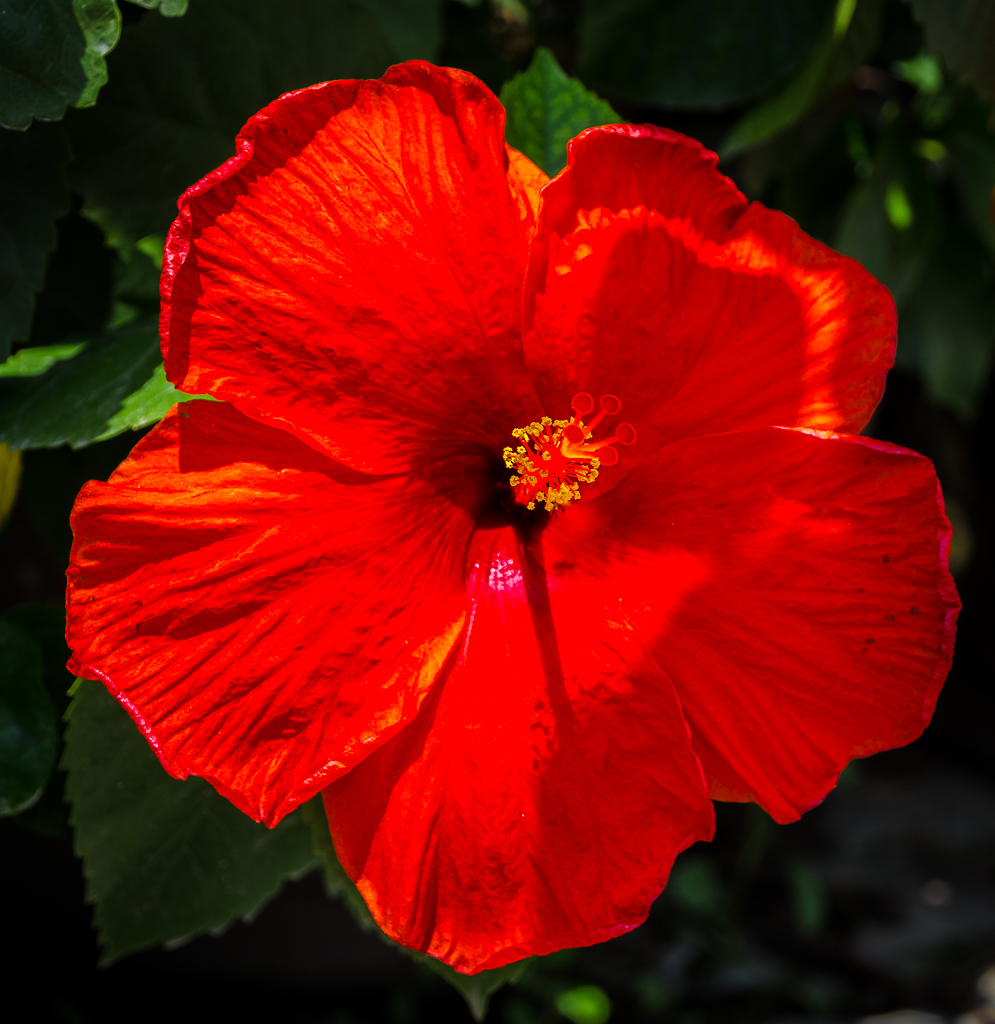 red big flower-1.jpg